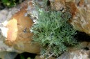 Edelraute - Artemisia muttelina * 1378 x 919 * (435KB)